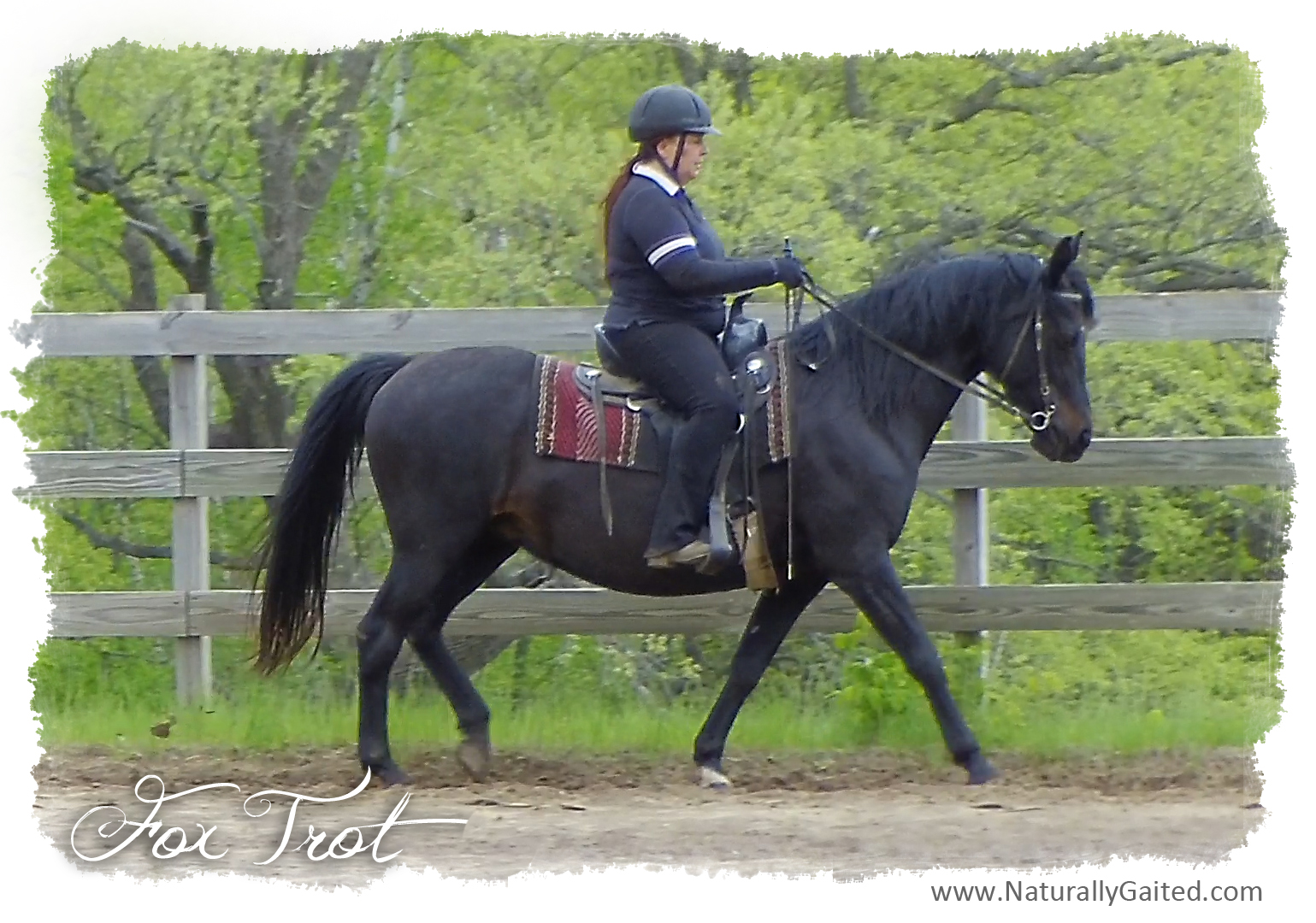 Gaited Horse Over Ground Rails | Naturally Gaited Horse