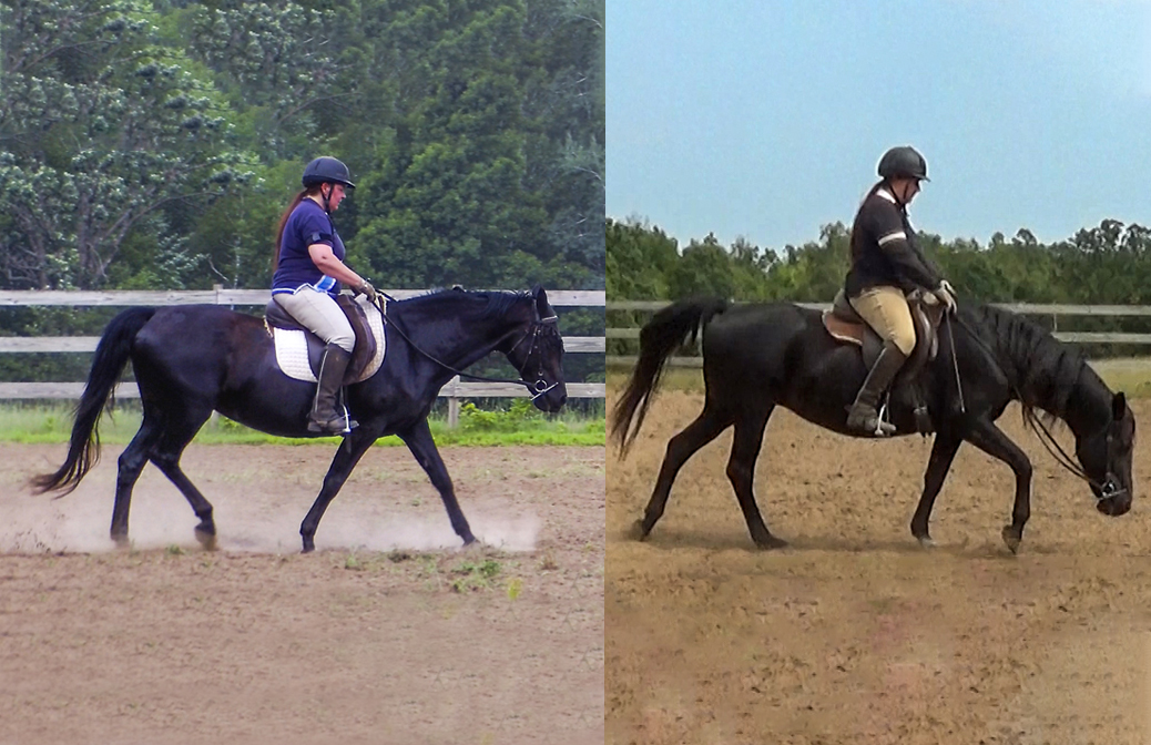 featured Neck extension vs long and low | Naturally Gaited Horse