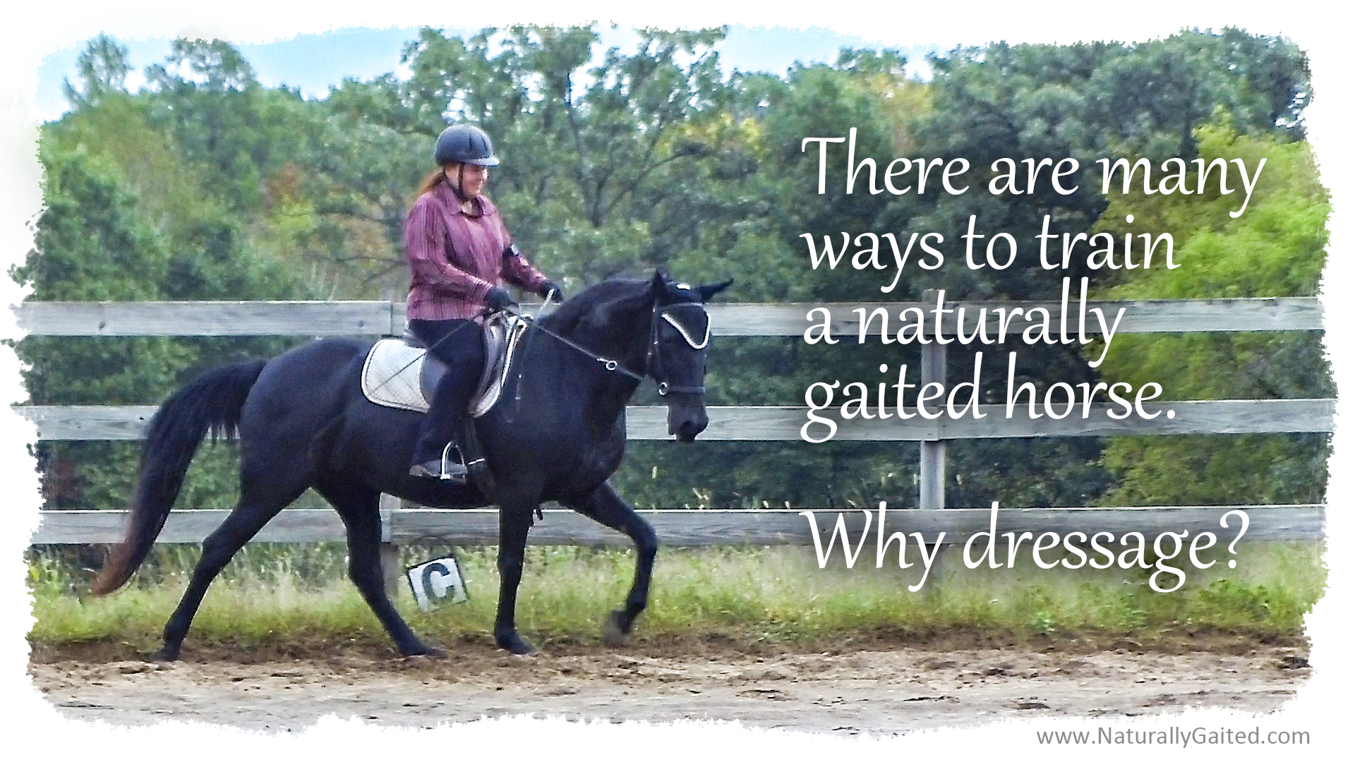 Many ways to train a gaited horse, why dressage? | Naturally Gaited Horse