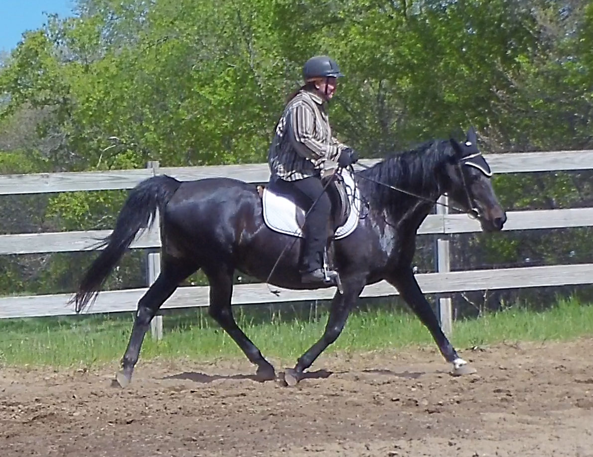 052020-gaited-horse-trot-stretch-on-cue-naturally-gaited-horse