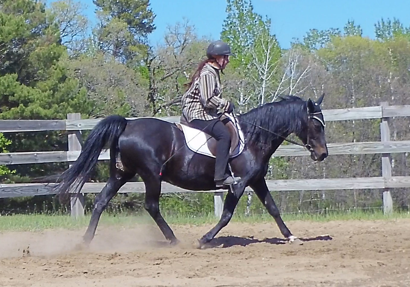 052020-gaited-horse-trot-on-cue-naturally-gaited-horse