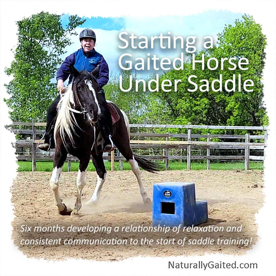 starting a horse under saddle